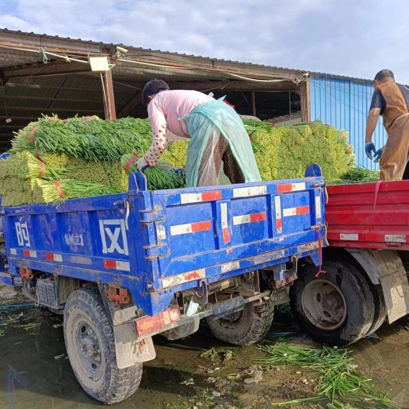 河南大叶韭菜大量上市产地直发质量保证常年供应周口