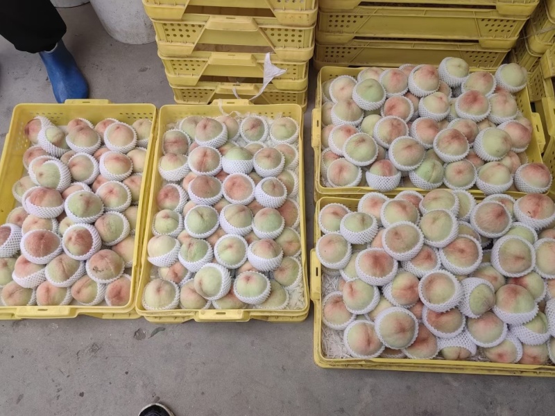无锡阳山水蜜桃，大量上市中量大质优价格优惠欢迎电联