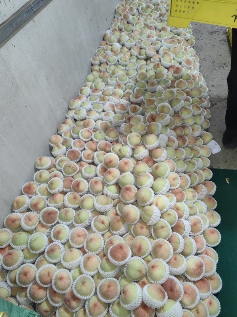 无锡阳山水蜜桃，大量上市中量大质优价格优惠欢迎电联