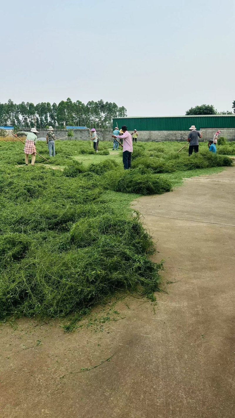 大量供应相思叶