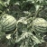 自家种植美都面瓜，头荏无籽8成熟，无籽，地法出售。