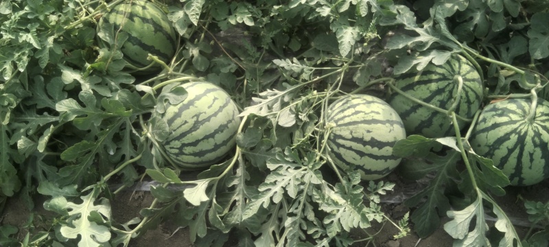 自家种植美都面瓜，头荏无籽8成熟，无籽，地法出售。