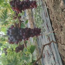 温棚葡萄熟了欢迎大家来品尝，每天2000斤