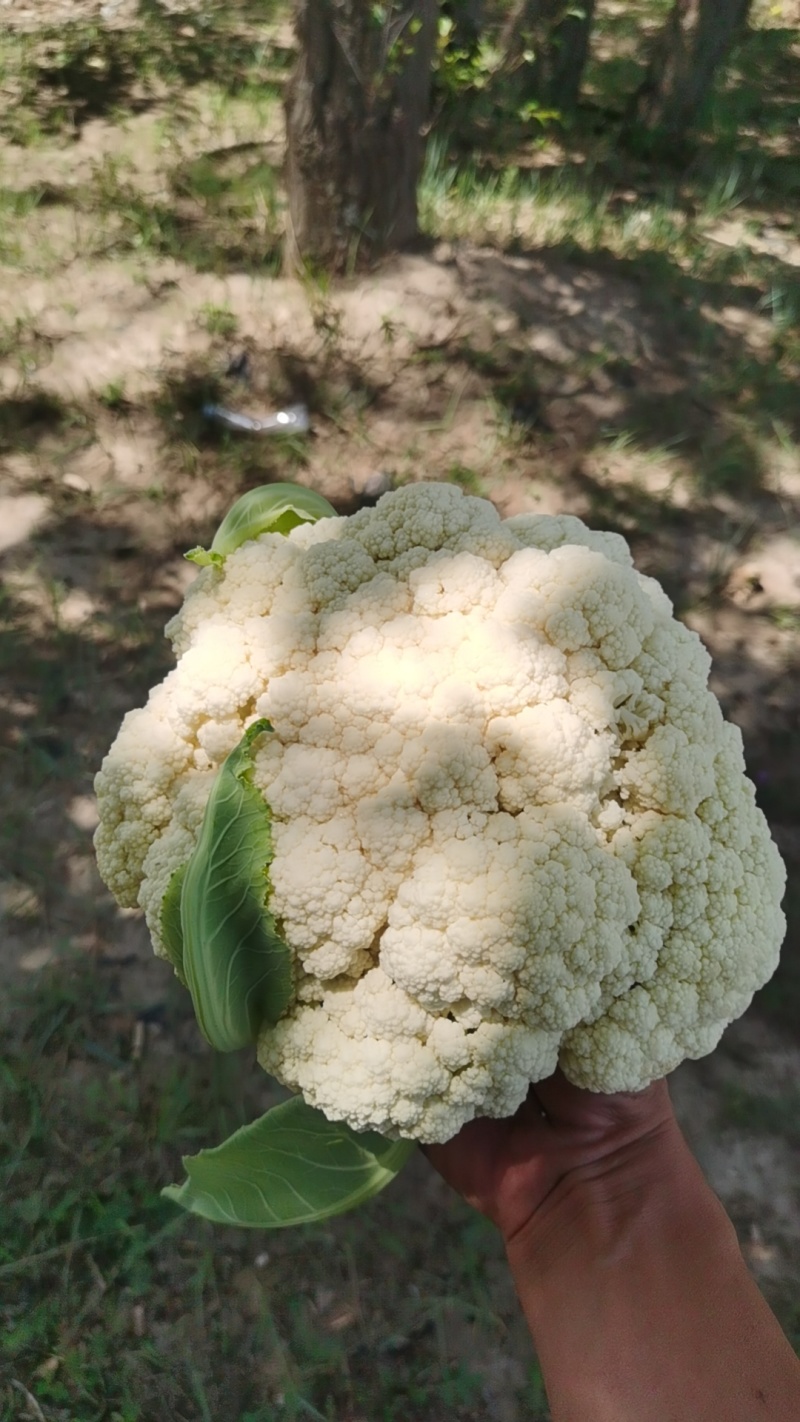 [产区直供]张家口蔬菜种植基地大量供应白面青梗有机散花菜花！