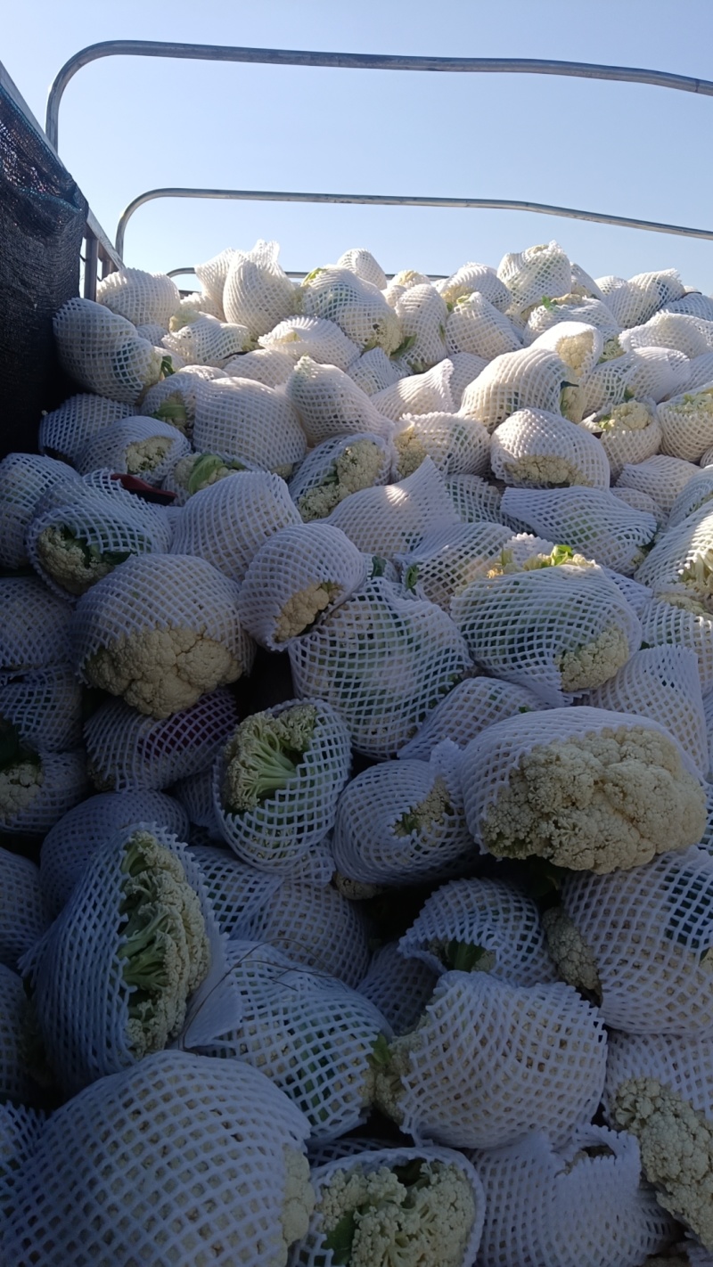 [产区直供]张家口蔬菜种植基地大量供应白面青梗有机散花菜花！