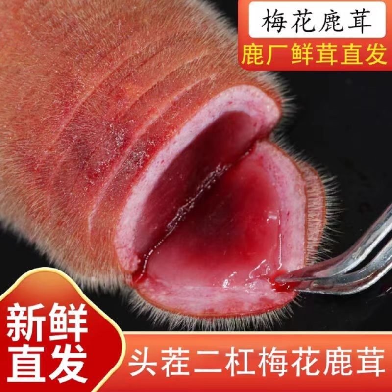 梅花鹿鹿茸中段含红量足可切钱可连刀