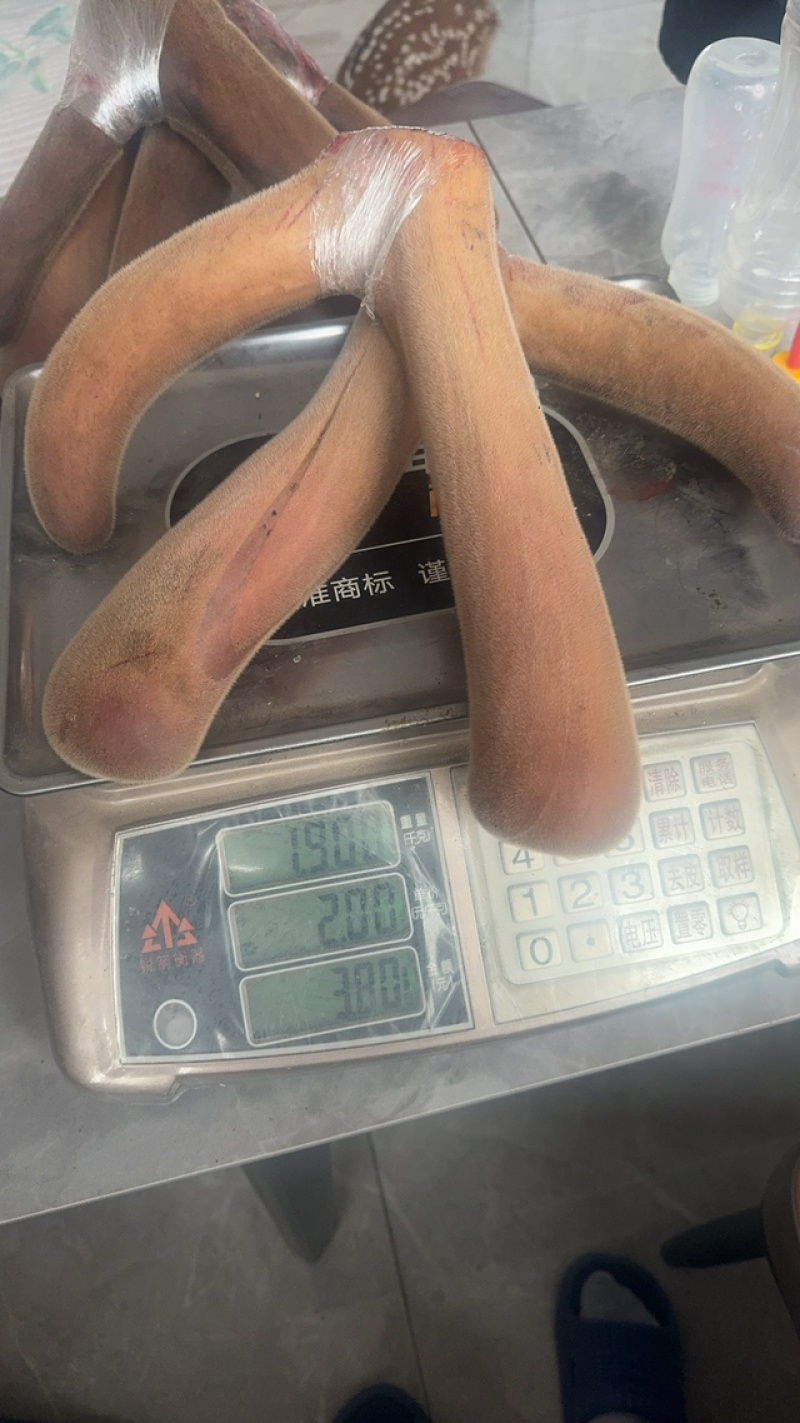 梅花鹿鹿茸中段含红量足可切钱可连刀