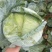 扁包菜奥奇娜甘蓝包菜蔬菜基地直供现采现卖大量促销扁包菜