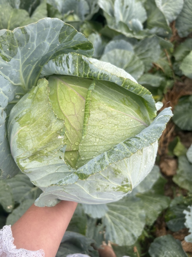 扁包菜奥奇娜甘蓝包菜蔬菜基地直供现采现卖大量促销扁包菜