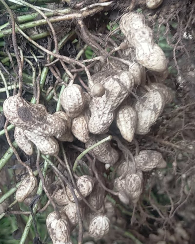 鲜花生现挖现卖