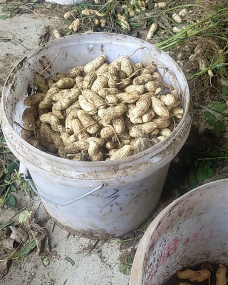 鲜花生现挖现卖