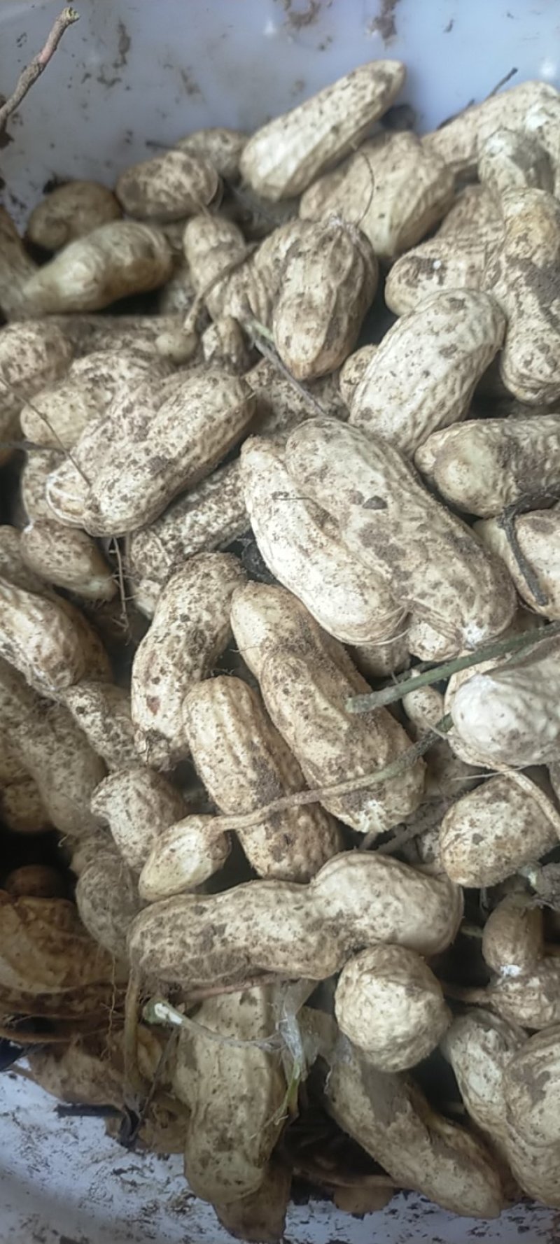 鲜花生现挖现卖