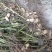 鲜花生现挖现卖