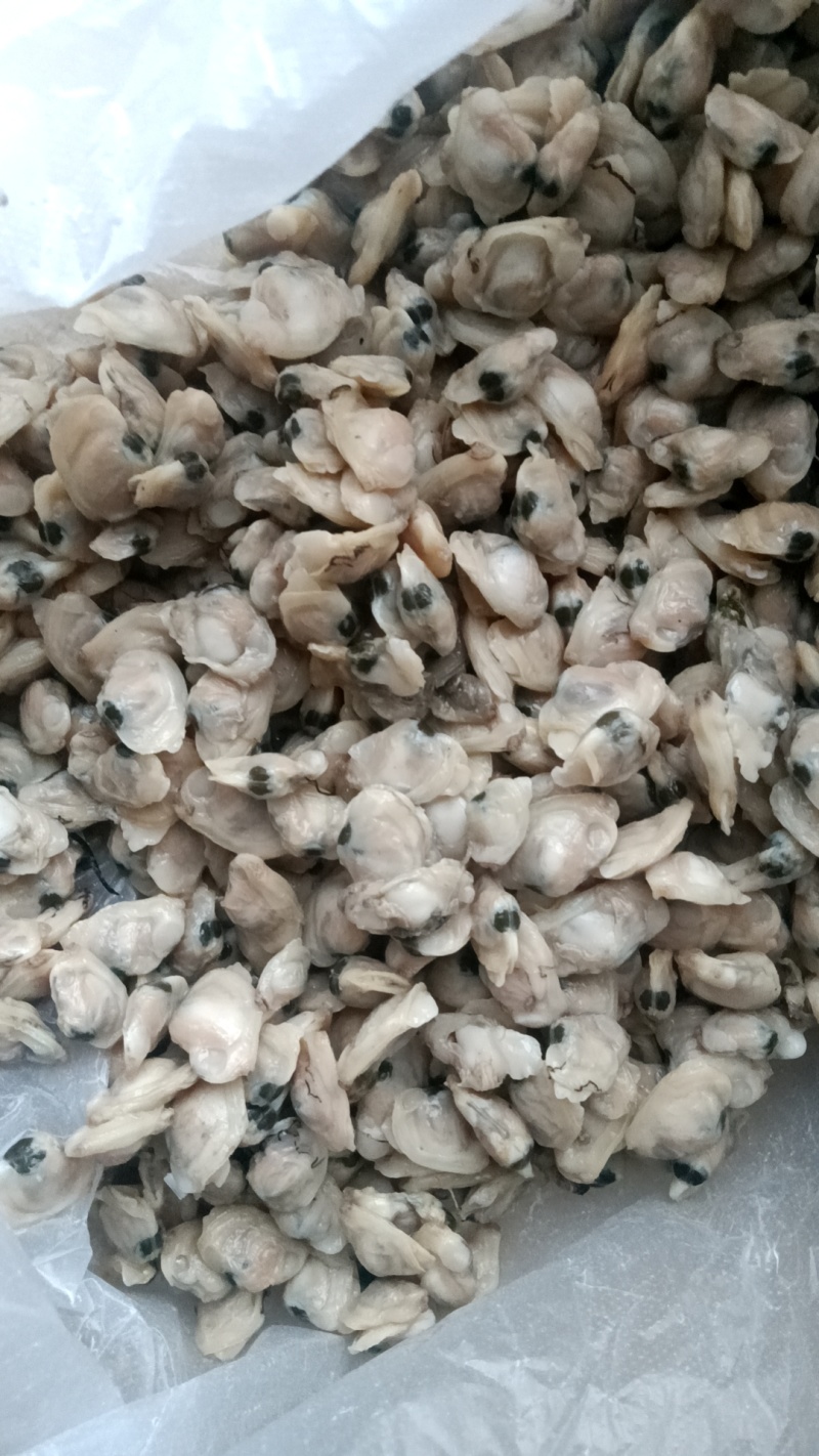 新鲜加工流水线生产的海瓜子肉，肉质饱满，口味鲜甜，