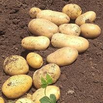 河南精品沃土土豆，大量上市有需要货源的老板可以联系我