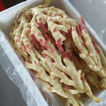 广西大棚仔姜大量上市，物美价廉，品质保证红芽姜量大从优