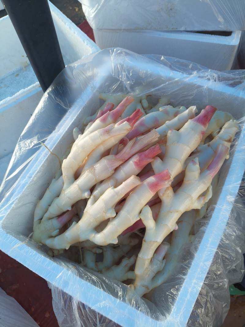 广西大棚仔姜大量上市，物美价廉，品质保证红芽姜量大从优