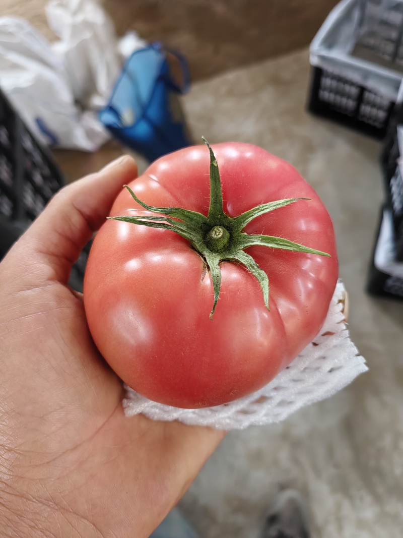硬粉西红柿，味道可口，现摘现发，量大从欢迎大家前来选购。
