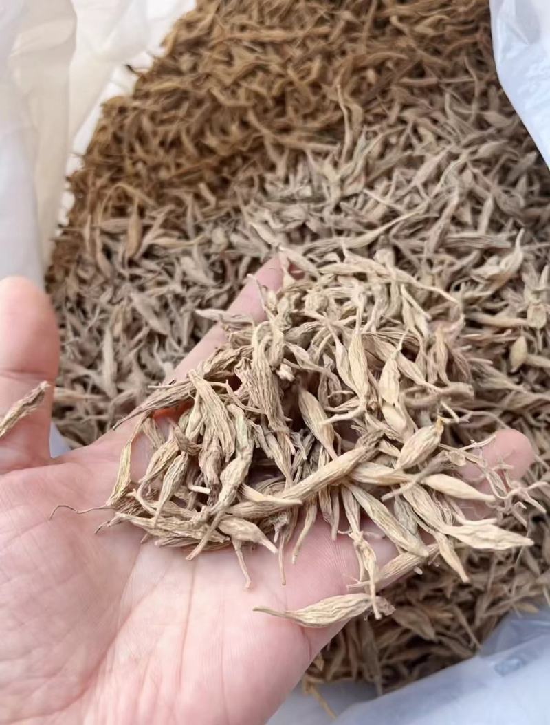 麦冬野生