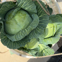 卷心菜，产地直供大量有货，万亩基地欢迎咨询采购
