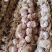 菏泽辫子蒜，2024新鲜蒜种大量现货供应，对接电商，团购