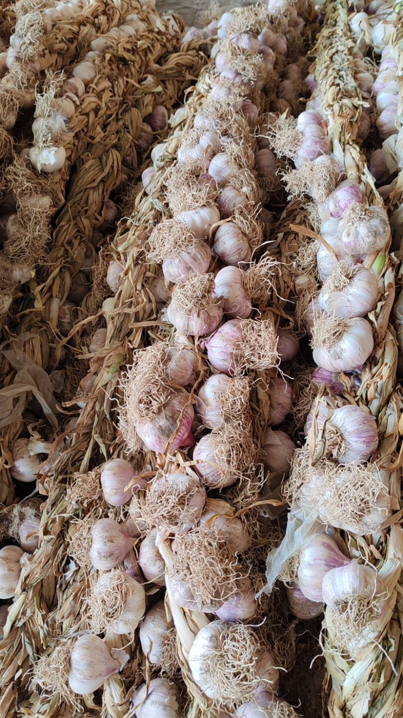 菏泽辫子蒜，2024新鲜蒜种大量现货供应，对接电商，团购