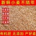 精品小麦宿州小麦货源充足量大从优质量保证欢迎咨询