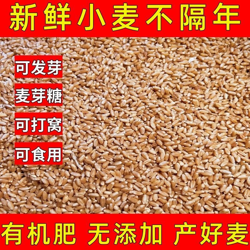 精品小麦宿州小麦货源充足量大从优质量保证欢迎咨询