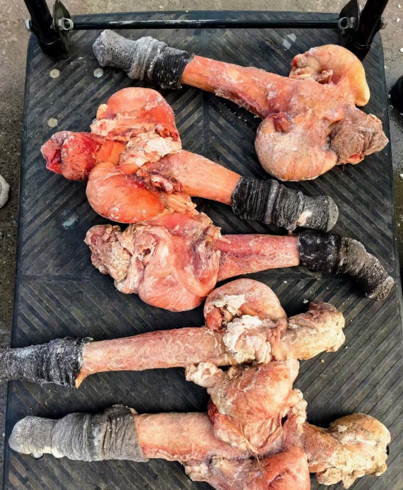 马鞭光杆马鞭带宝马鞭精修无油鲜货