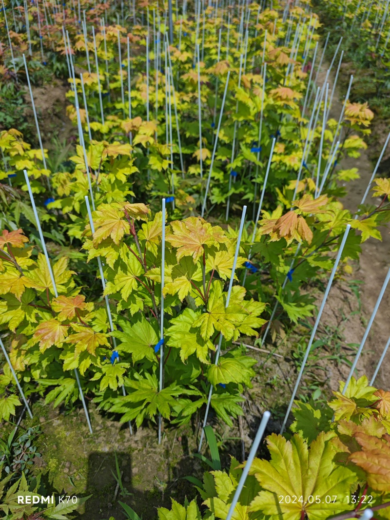 月升月升枫树月升小苗金影秋月小苗枫树三剑客