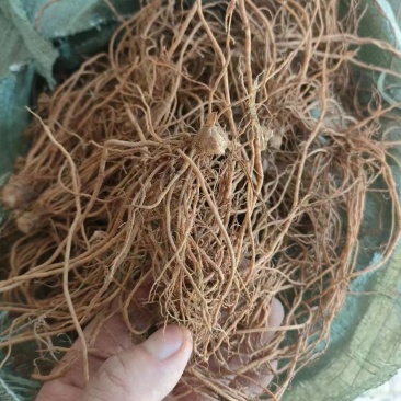 新鲜地胆头。10元一斤！长期有货，珠三角早上发货下午到货