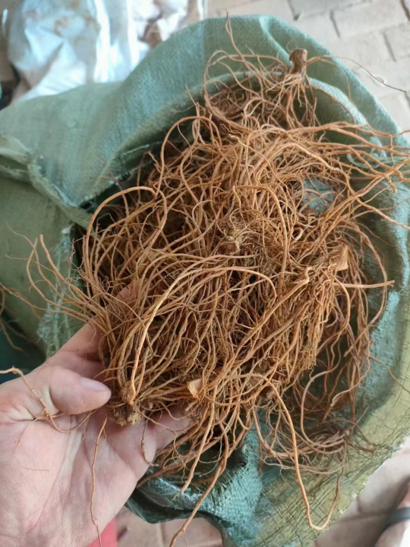 新鲜地胆头。10元一斤！长期有货，珠三角早上发货下午到货