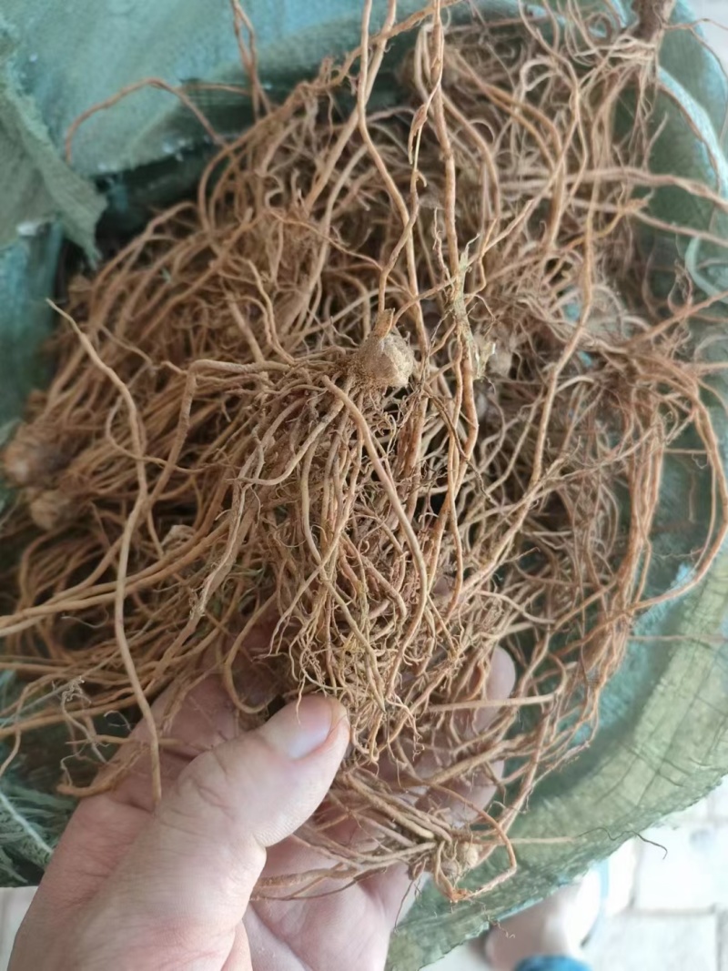 新鲜地胆头。10元一斤！长期有货，珠三角早上发货下午到货