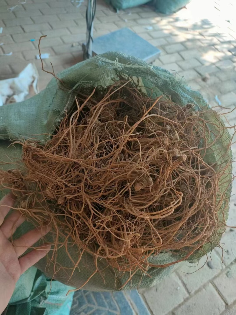 新鲜地胆头。10元一斤！长期有货，珠三角早上发货下午到货