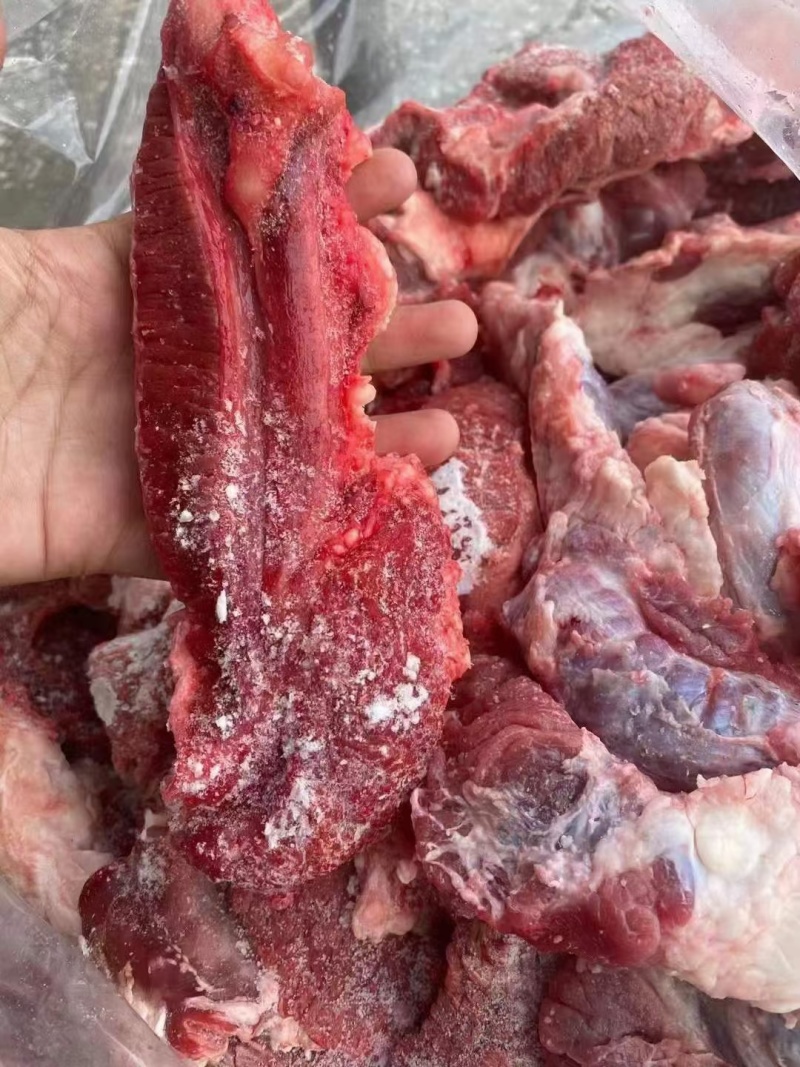 牛鞭根生鲜烧烤火锅牛鞭根肉牛杂新鲜牛鞭根肉货源稳定批发