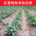 红薯专用除草剂，见效快，除草彻底