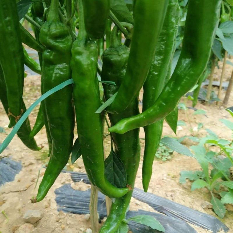 尖椒螺丝椒大量上市，品质保证，量大从优需要的老板联系