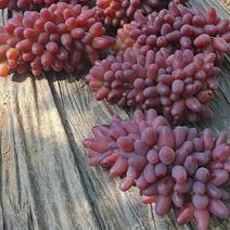 乐亭精品茉莉香葡萄，产地直供，价格真实，量大从优？