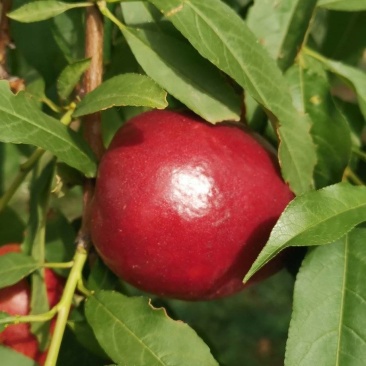 中油27