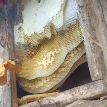 野生蜂蜜，大量有货，山上采蜜，欢迎电话联系沟通