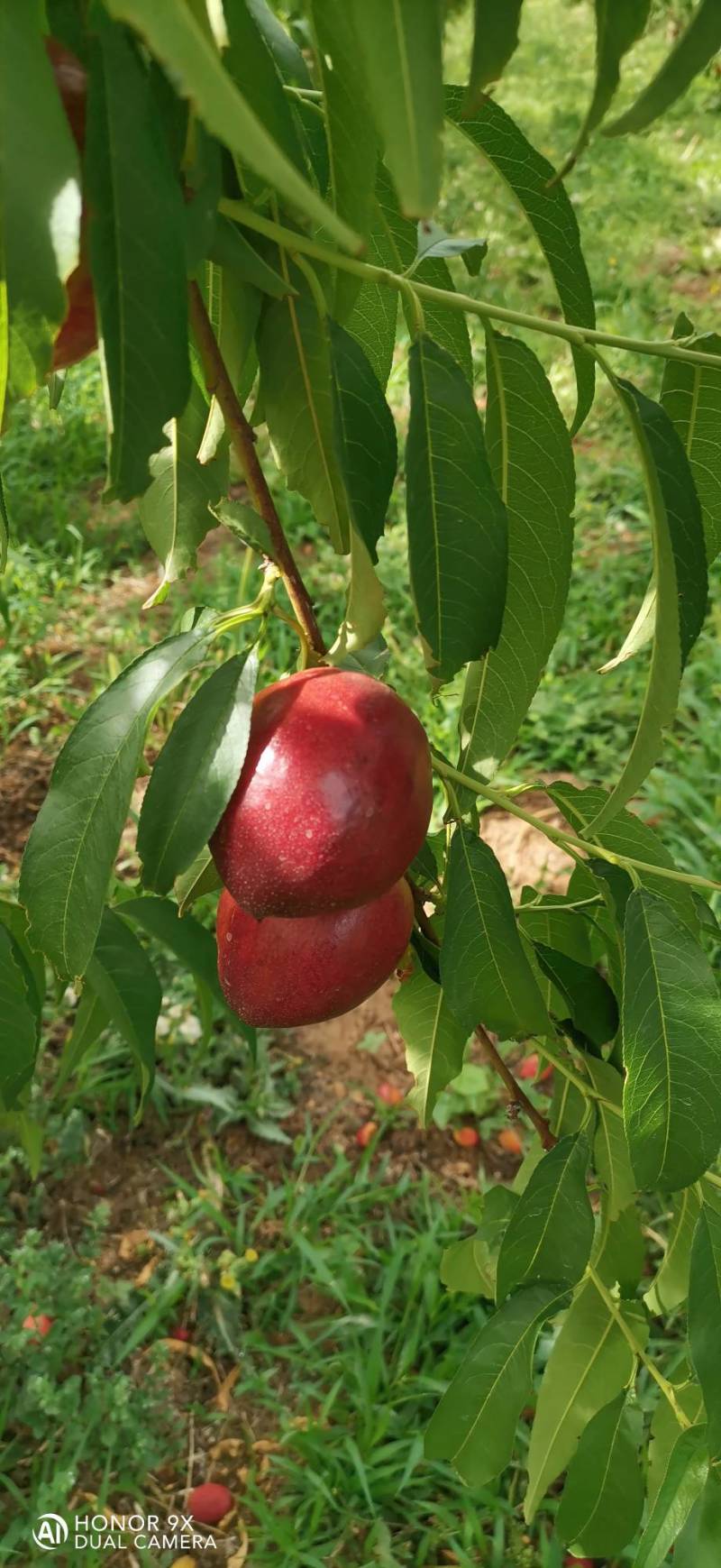 中油27
