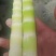 小竹笋