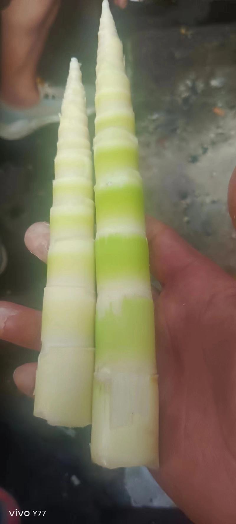 小竹笋