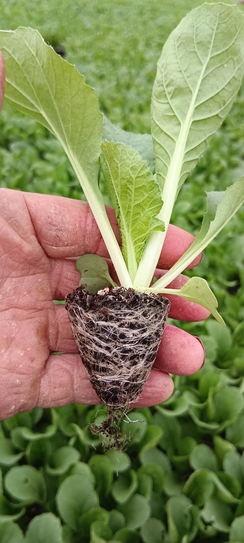 白菜苗，早熟耐热适应性强，大白菜苗。大白菜苗