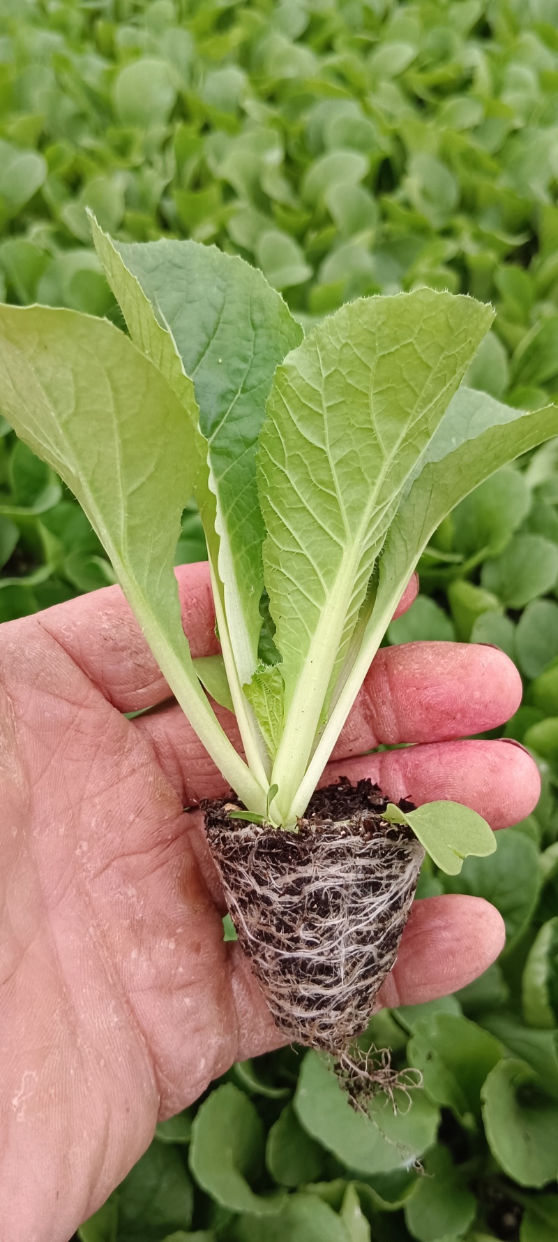 白菜苗，早熟耐热适应性强，大白菜苗。大白菜苗