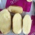 麦肯土豆品质优良诚信经营价格美丽欢迎采购