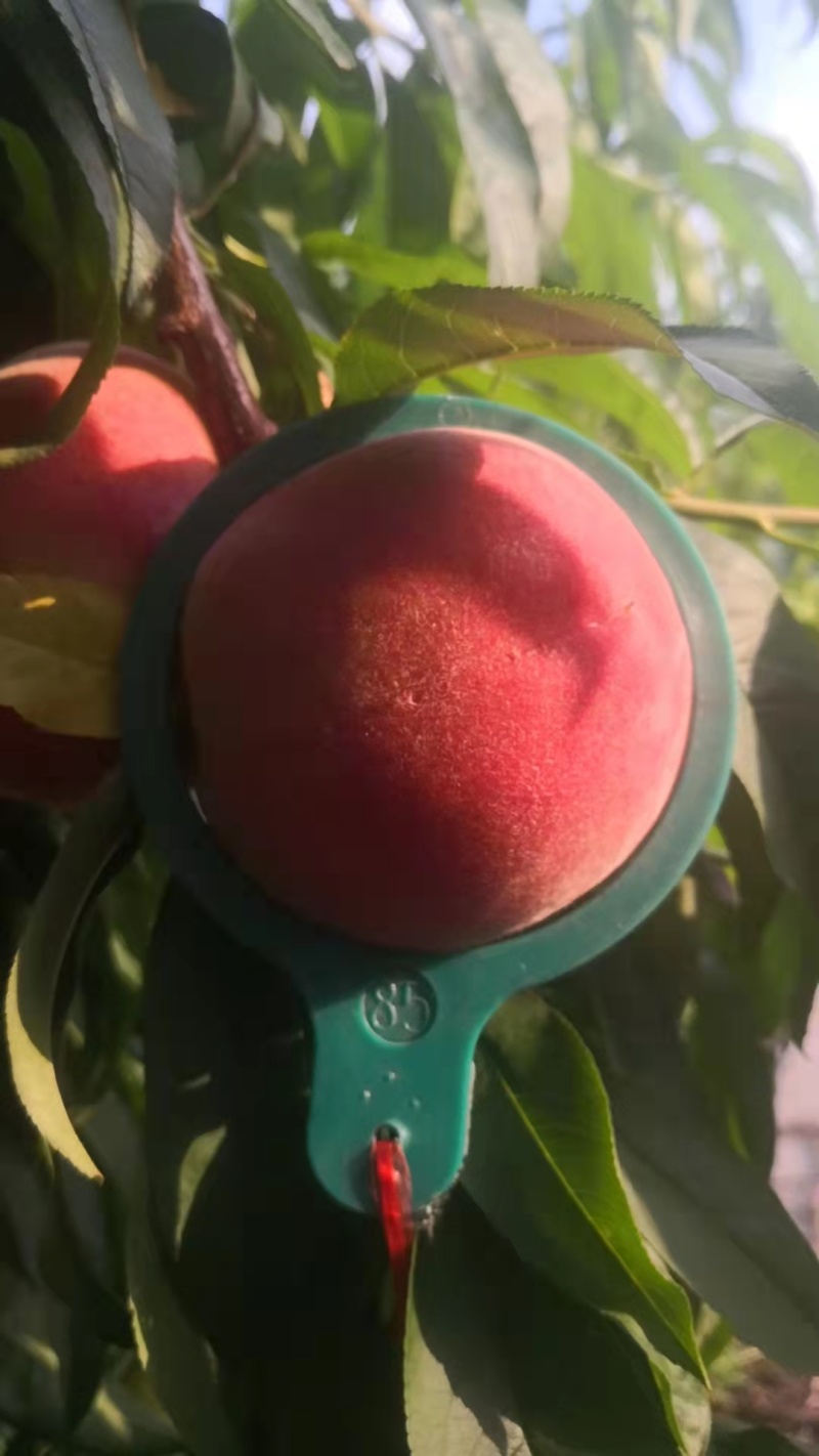 陕西大荔精品突毛桃，品种齐全，大量上市，脆甜毛桃全国发货