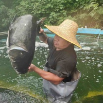 【推荐】湖南精品瘦身花鲢，品质好，规格齐全，欢迎选购