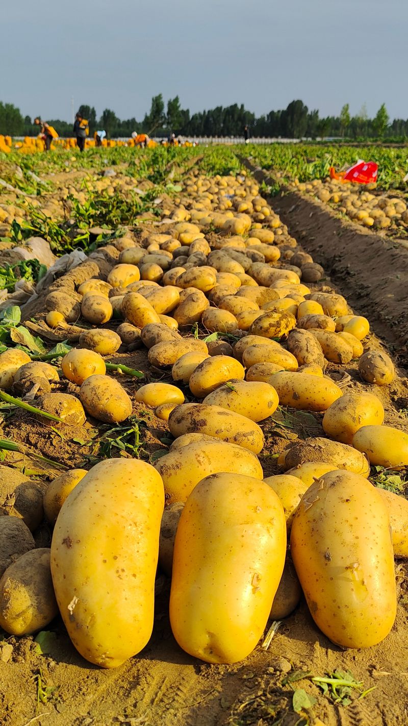 通许土豆黄心土豆沃土五号一手货源保质保量发往全