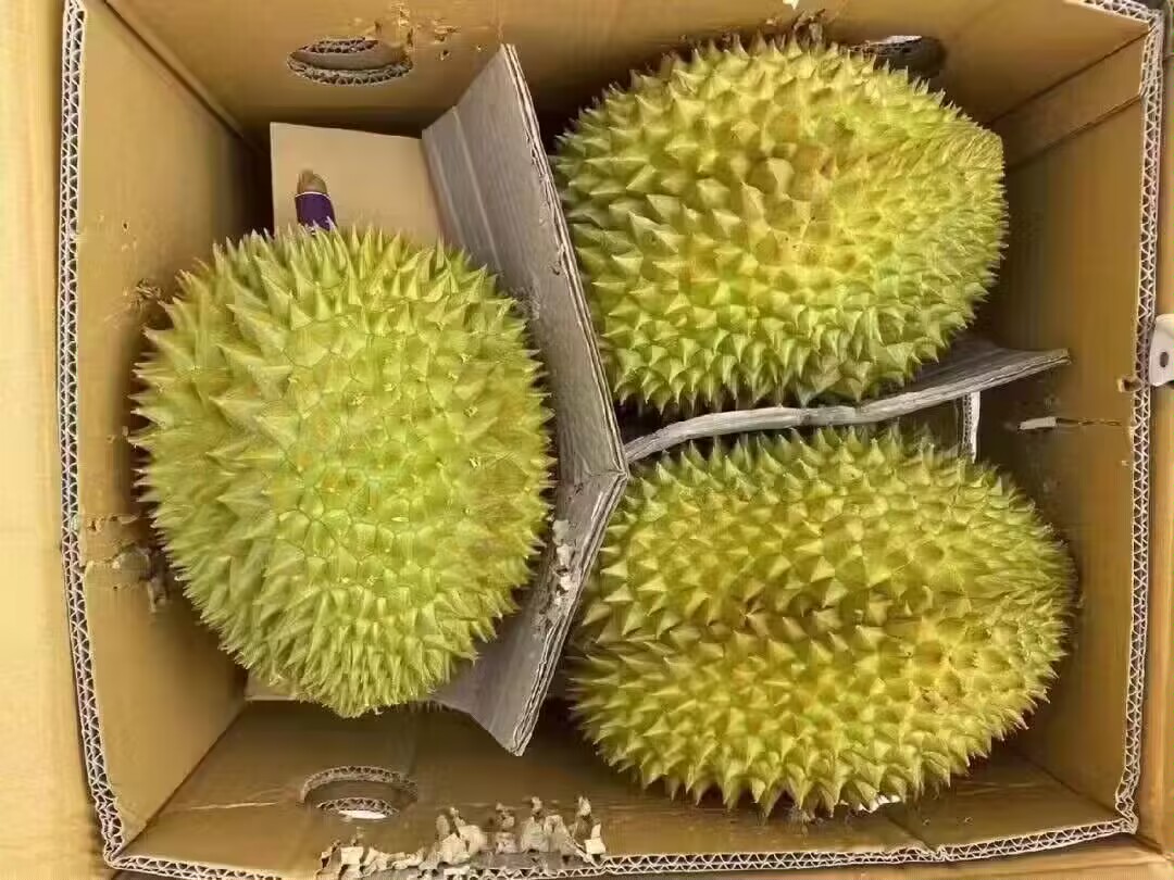 一棵高大的金枕头榴莲树矗立在热带果园中,树干粗壮,枝叶繁茂,阳光透过层层叠叠的深绿色叶片洒下斑驳光影,树冠上可见几颗成熟的带刺榴莲果实悬挂其间 金枕头榴莲树整体外观